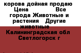 корова дойная продаю › Цена ­ 100 000 - Все города Животные и растения » Другие животные   . Калининградская обл.,Светлогорск г.